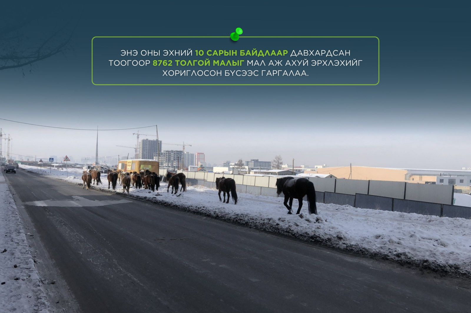 Мал аж ахуй эрхлэхийг хориглосон бүсээс малаа гаргаагүй иргэн, ААН-ийг торгоно